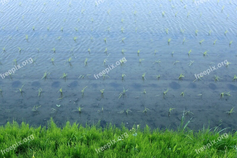 Paddy Field Water Spring Japan Green