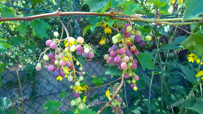 Vine Grape Cluster Fruit Muscat