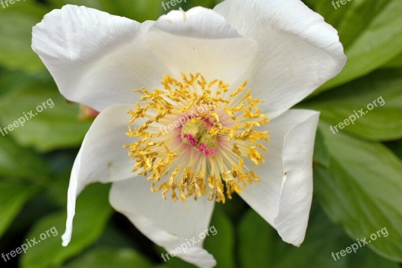 White Flower Garden Spring Flower White