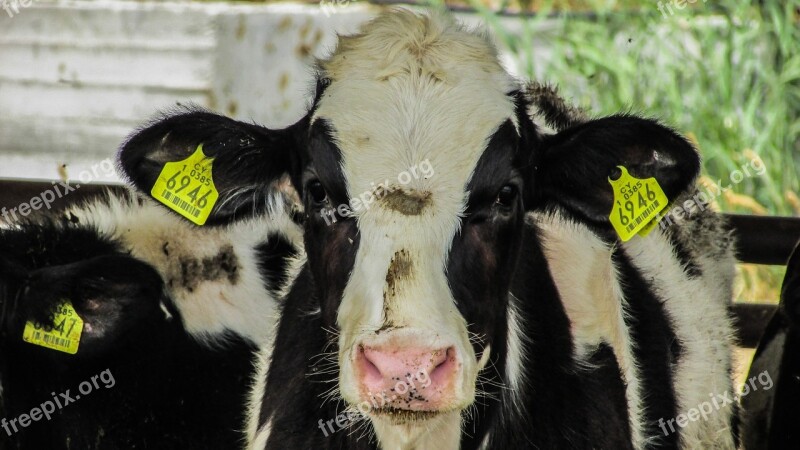 Livestock Stockraising Cow Animal Free Photos