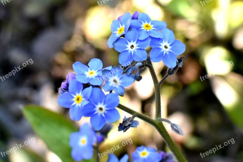 Flowers Blue Spring The Delicacy Flowering