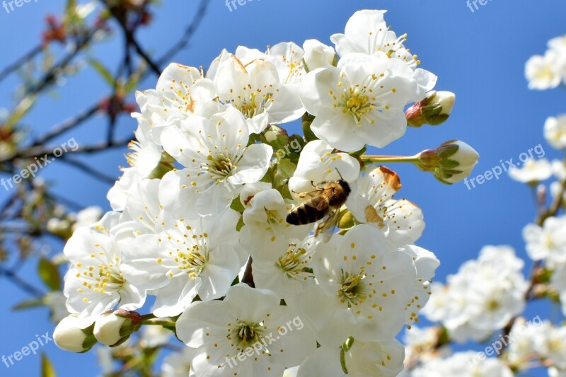 Cherries Flowers Work Closeup White