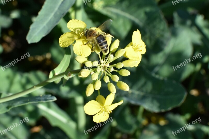 Rapeseed Oil Biofuel Work Bee