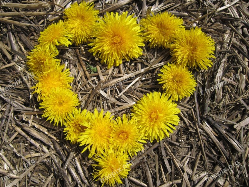 Heart Love Mother's Day Valentine's Day Rural