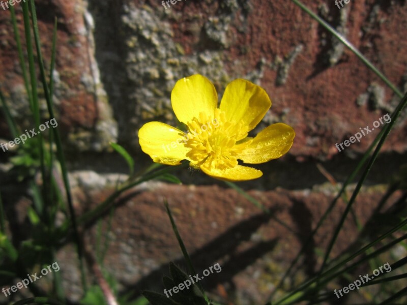 Buttercup Wallflower Blossom Bloom Yellow