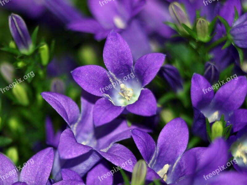 Campanula Bellflower Flower Blossom Bloom