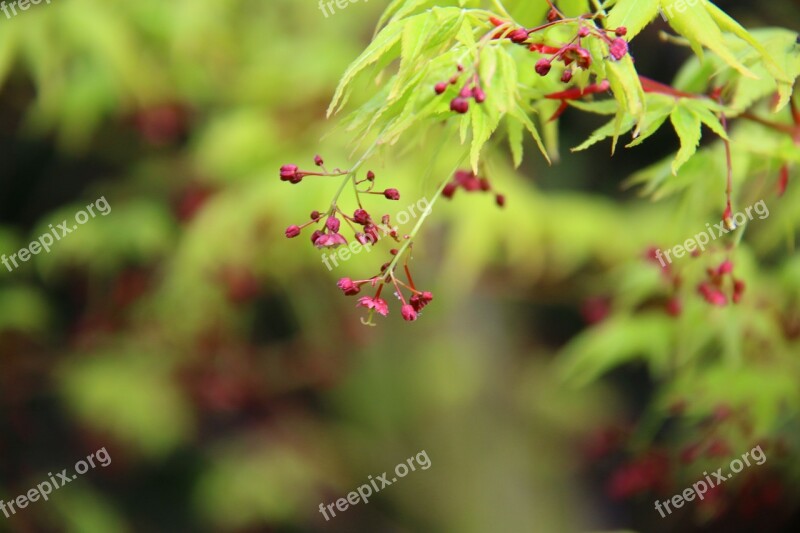 Acer Macro Foliage Nature Green