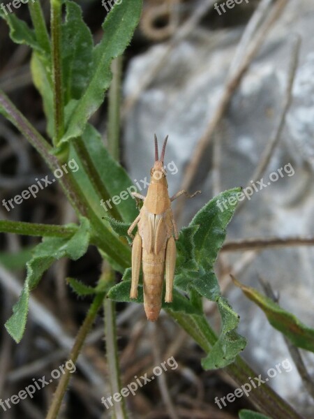 Grasshopper Orthopteron Lobster Free Photos