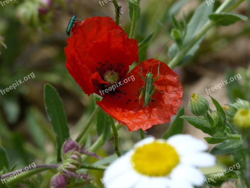 Green Grasshopper Green Beetle Poppy Ababol Rosella