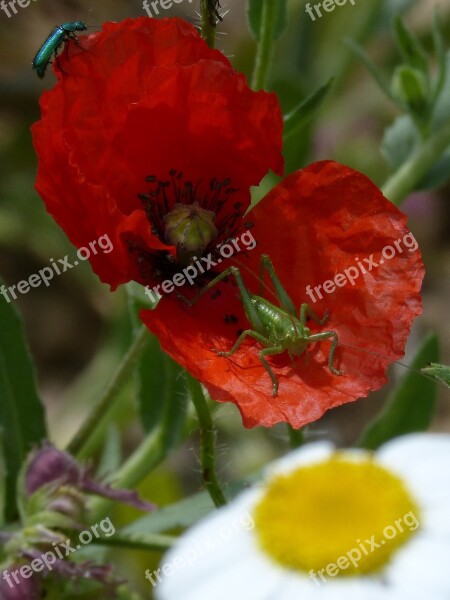 Green Grasshopper Green Beetle Poppy Ababol Rosella