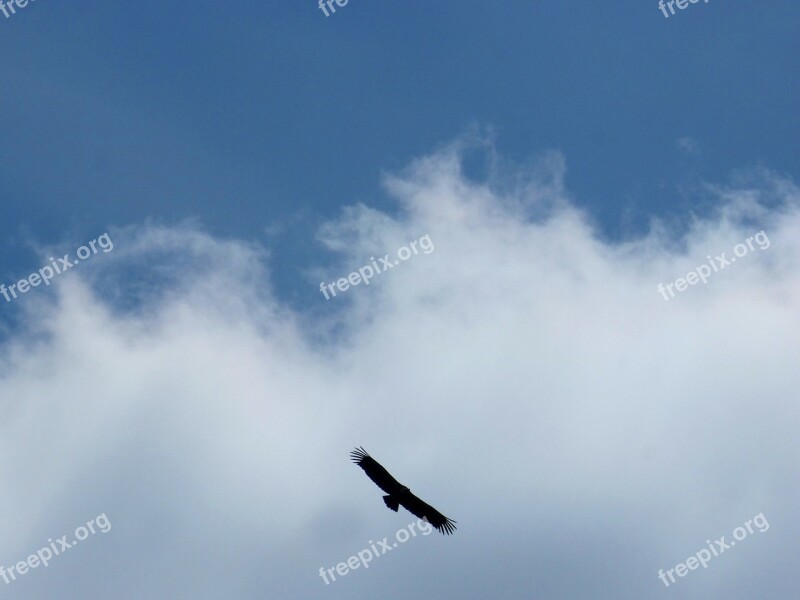 Vulture Fly Clouds Sky Flight