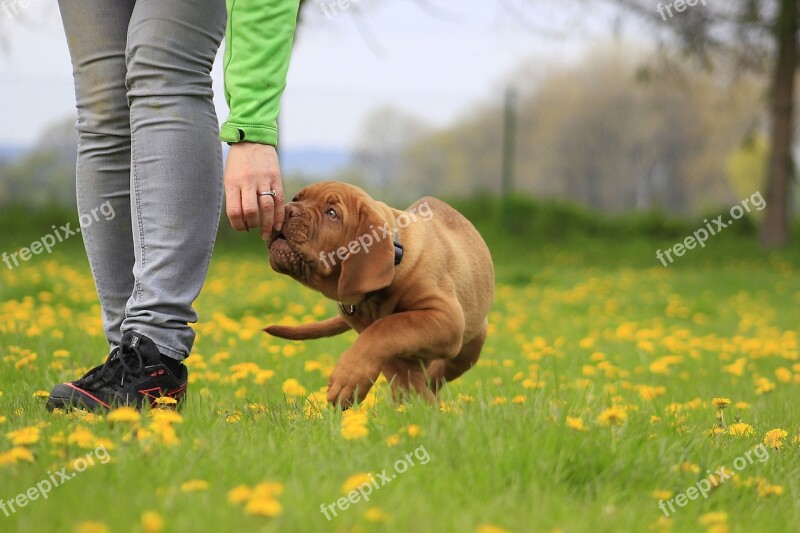 Bordeaux Dog Dogue Mastiff De