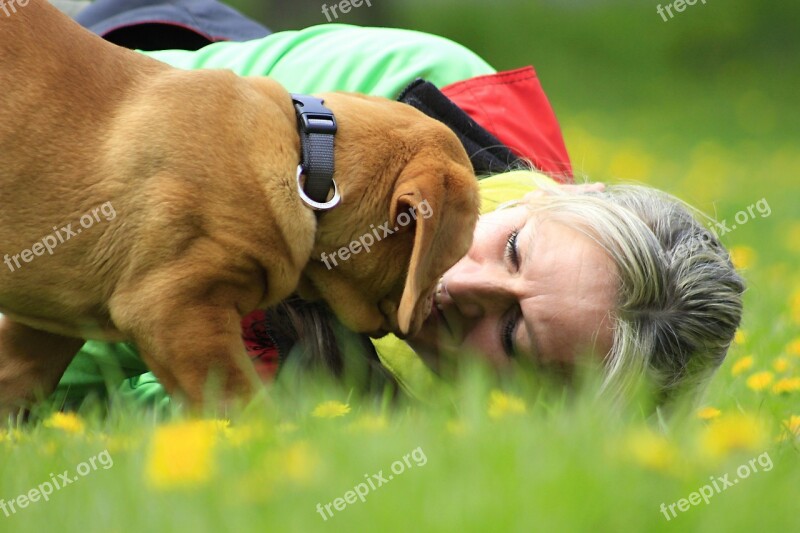 Bordeaux Dog Dogue Mastiff De