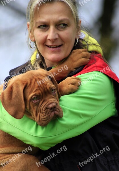 Bordeaux Dog Dogue Mastiff De