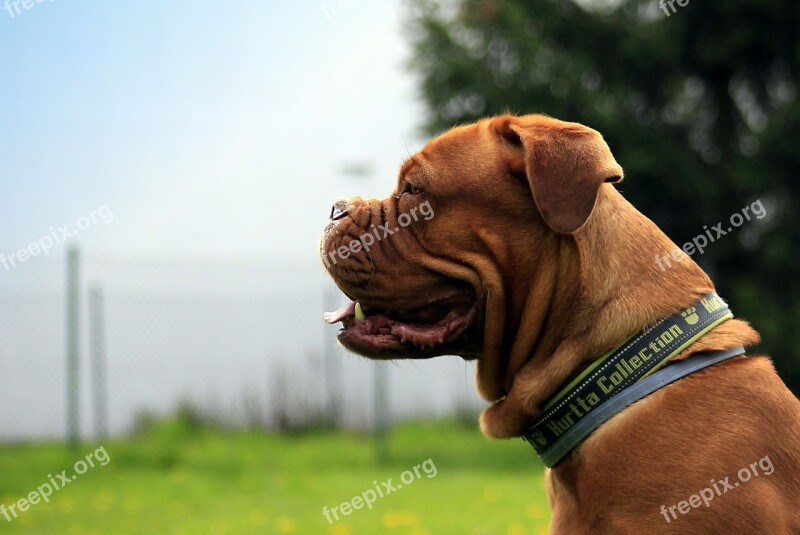 Bordeaux Dog Dogue Mastiff De