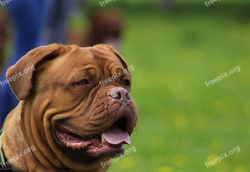 Bordeaux Dog Dogue Mastiff De