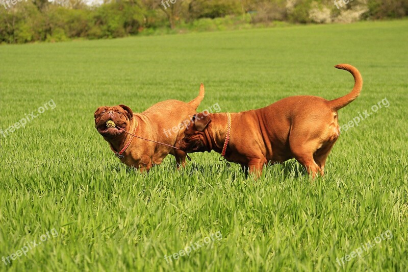 Bordeaux Dog Dogue Mastiff De