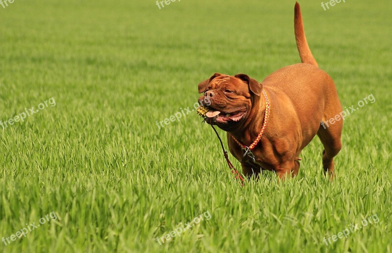 Bordeaux Dog Dogue Mastiff De