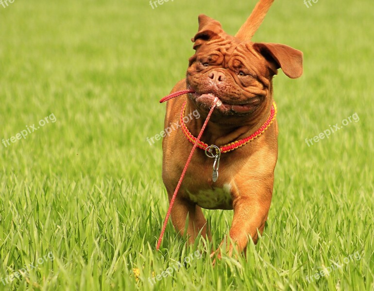 Bordeaux Dog Dogue Mastiff De