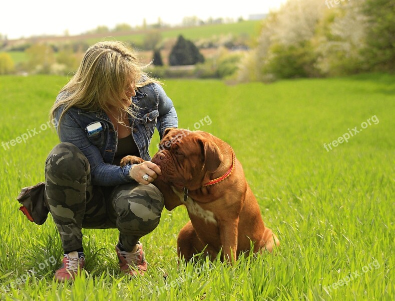 Bordeaux Dog Dogue Mastiff De