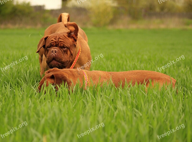 Bordeaux Dog Dogue Mastiff De