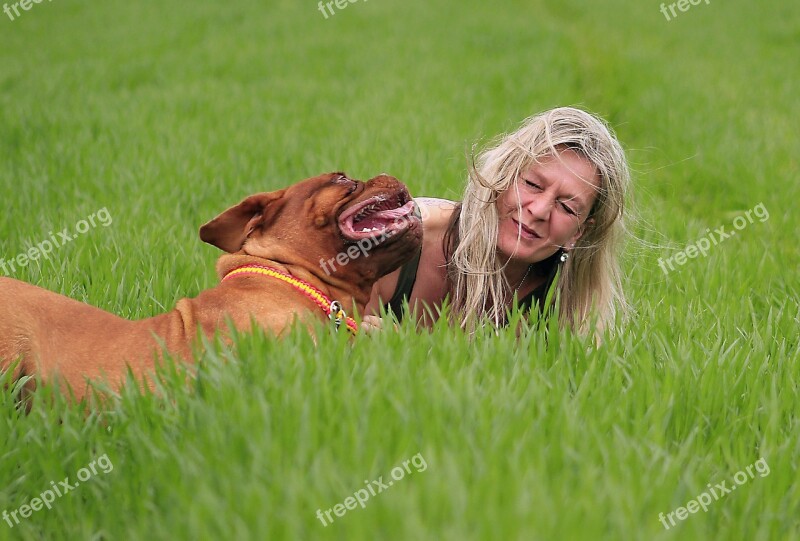 Bordeaux Dog Dogue Mastiff De