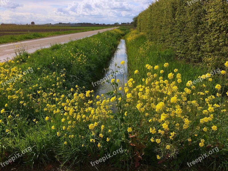 Rapeseed Ditch Clouds Landscape Nature