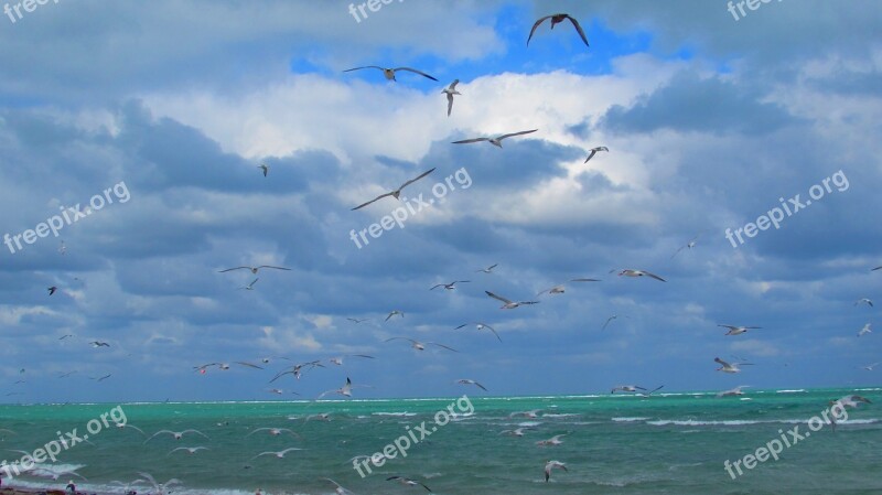 Miami Seagulls Beach Sea Ave