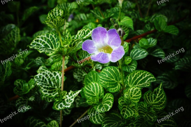 Violet Leaves Purple Nature El Salvador