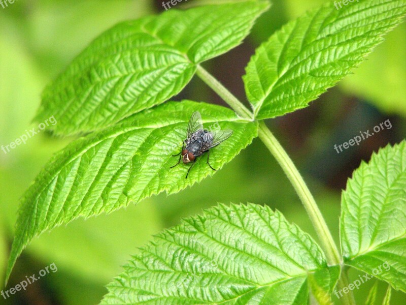 Insect Fly Nature Insects Be