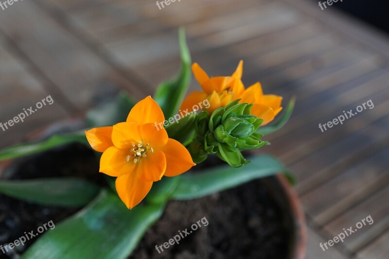 Milchstrern Flower Orange Green Spring