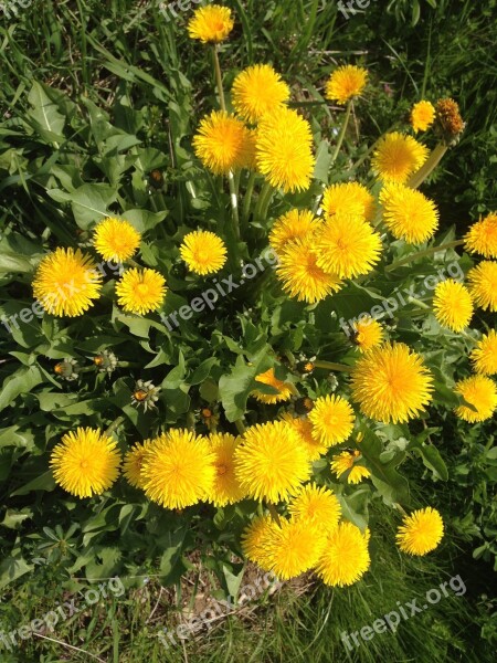 Dandelion Flower Yellow Spring Fragrance