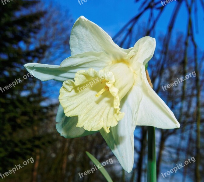 Blossom Bloom Narcissus White Garden