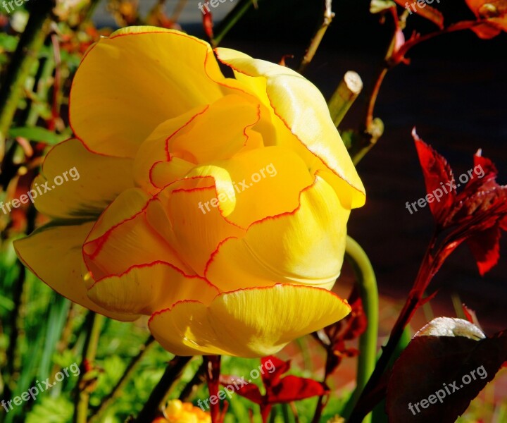 Tulip Blossom Bloom Yellow Holland