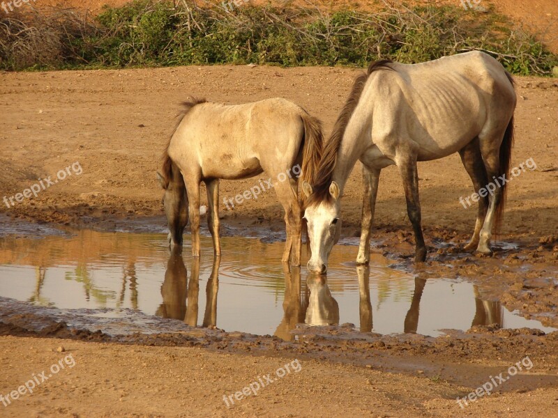 Natural Horse Animals Nature Lake