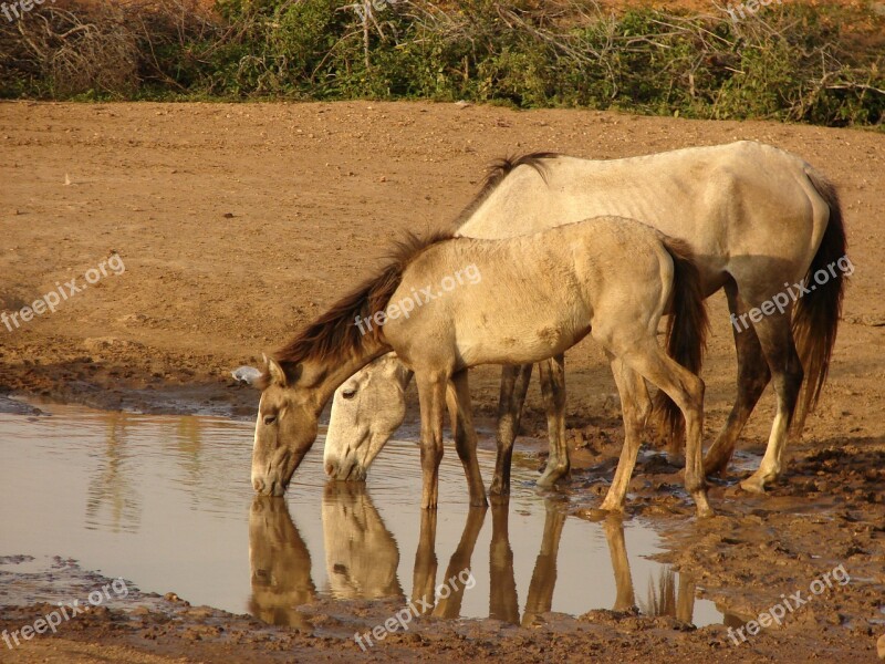 Natural Horse Animals Nature Colt