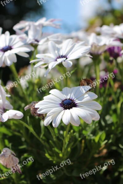 Flower Flowers Natural White White Flower