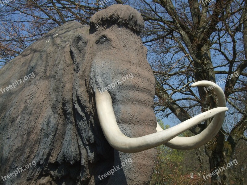 Mammoth Animal Tusks Free Photos