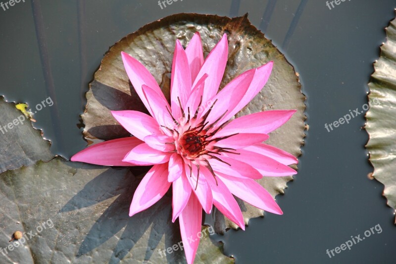 Water Lilies Flowers Summer Free Photos