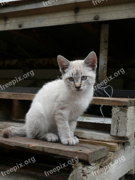 Cat Kitten Animals Eyes Pet