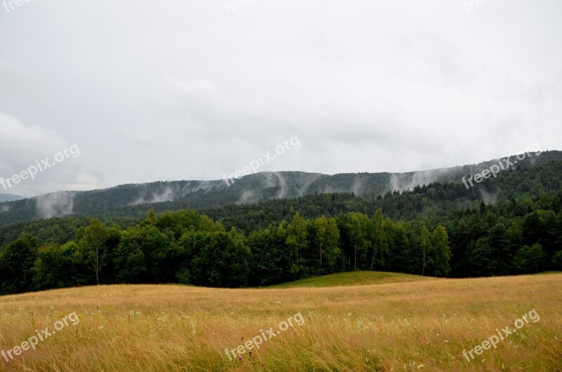 Summer Rain The Fog Para Forest