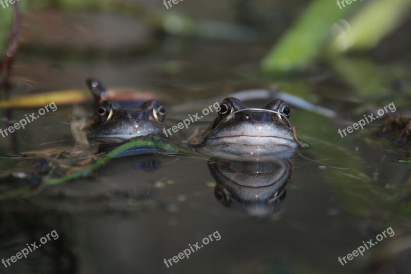 Frog Pond Nature Amphibian Animal