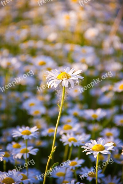 Daisy Summer Flower White White Flowers