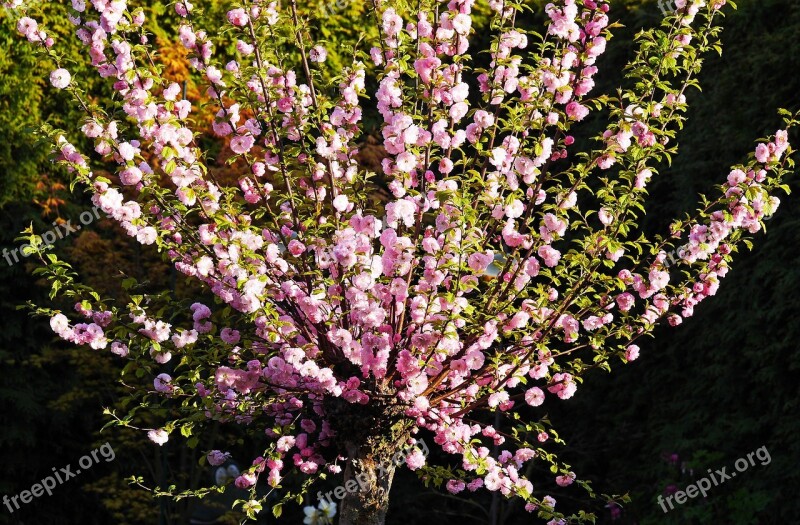 Almond Blossom Ornamental Shrub Garden Flowers Frühlingsanfang