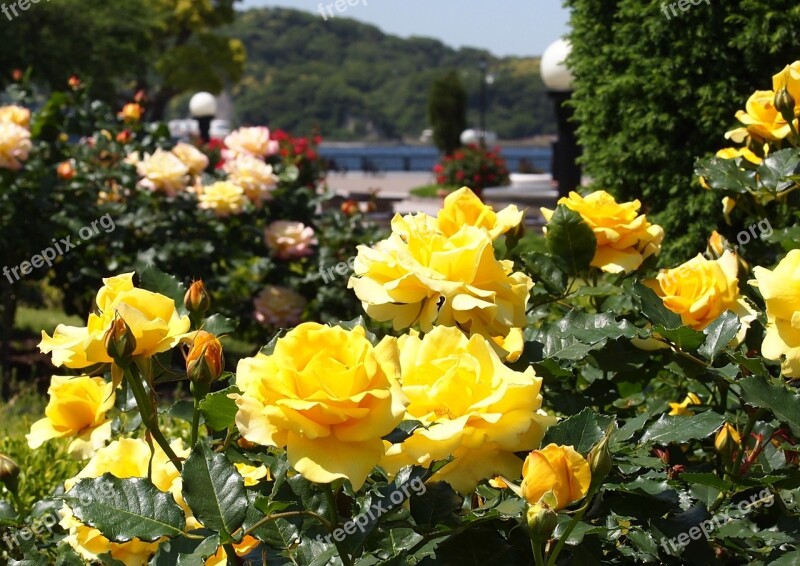 Verny Park France Rose Yellow Red