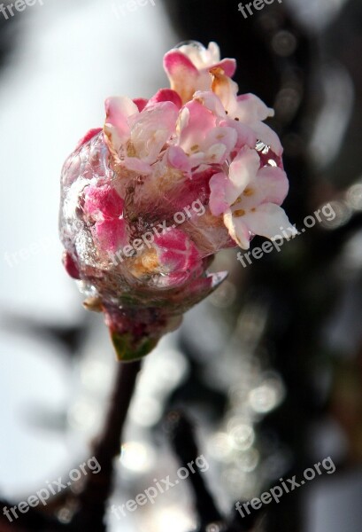 Flower Jelly Cold Nature Frost