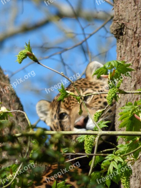 Jaguar Feline Perched Park Felines Nesles