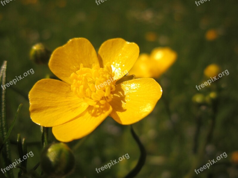 Buttercup Sharp Buttercup Ranunculus Acris Yellow Blossom