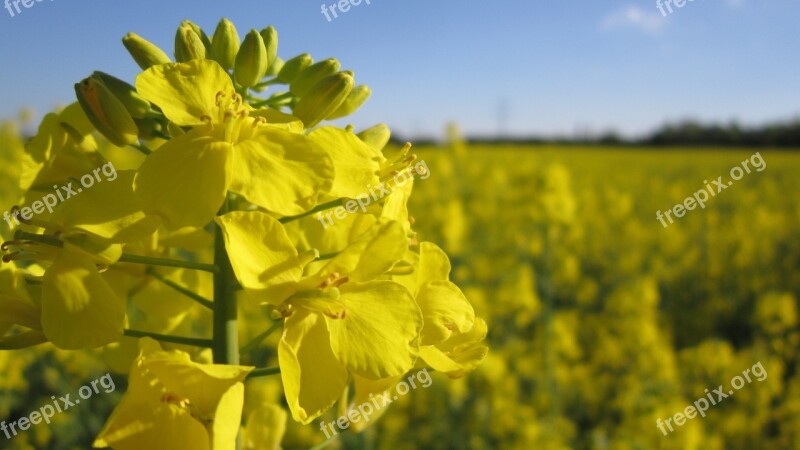 Oilseed Rape Field Of Rapeseeds Yellow Blossom Bloom