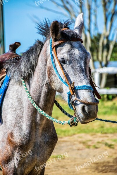 Horse Animal Load Horse Riding Nature